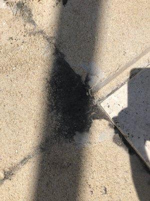 Yucky black mold growing in the sand