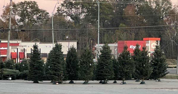 Country Gardens has the BEST Christmas tree selection anywhere!