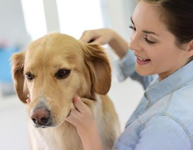 Mobile dog groomers