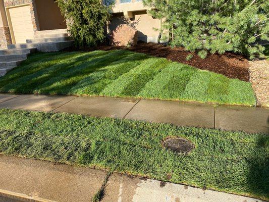 Example of new sod, mulch, sprinklers