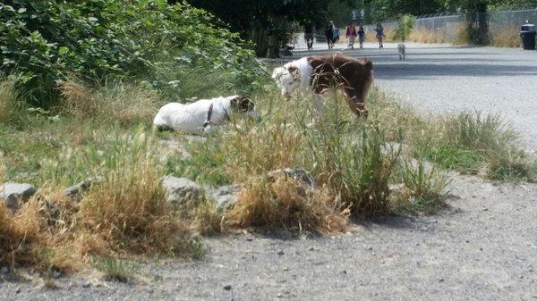 Two dogs in the grass.