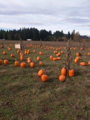 Pumpkin patch!