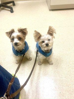 Snoopy and Kipper waiting for their teeth cleaning!