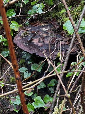 A salamander on a mushroom