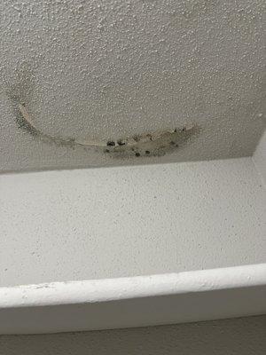 MOLD IN CLOSET