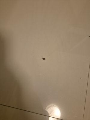 Cockroach - @airbnb said they need a picture of 3 cockroaches not 1!