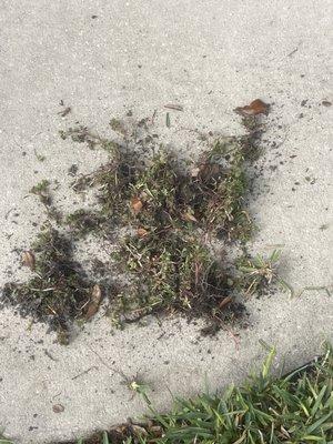 These are weeds I pulled from my front yard in a 4sqft area.