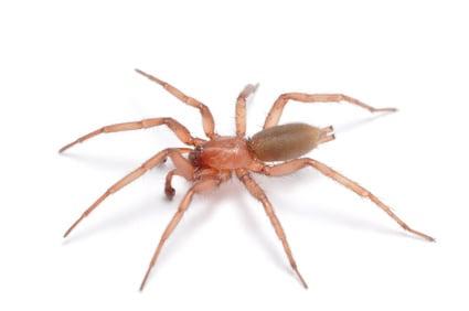 BROWN RECLUSE