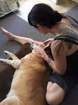 I offer complimentary massages to four-legged family members during their transition of moving on...helping the animals and the family cope