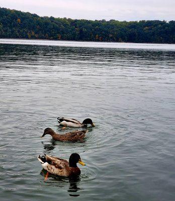 Just some ducks. Three to be exact.