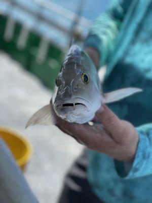 Nice mangrove snapper