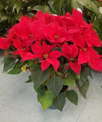 Red Poinsettia