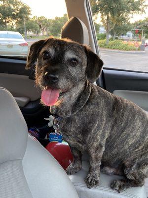 Car ride! All Grooming