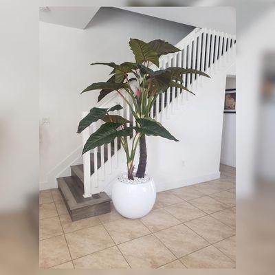 Alocasia tree in white vase