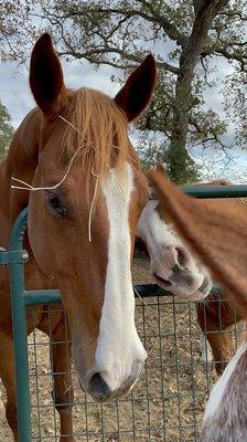 Oh Red! The beloved horse of Catherine and Ava greeting Tempi -their best friend- after a ride!