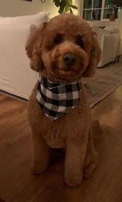 Full groom for our dog, they always give her a bandana and bows