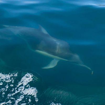 Dolphin cruising