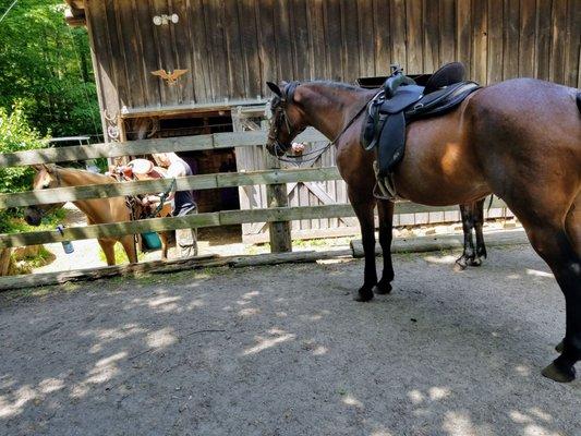 Spanish mustang Joy