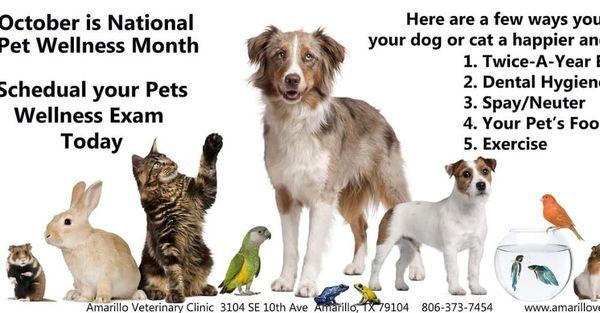 October is National Pet Health Month.  Contact us today to set up an appointment.