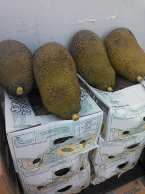 Jack fruit.  Is that the same as bread fruit?