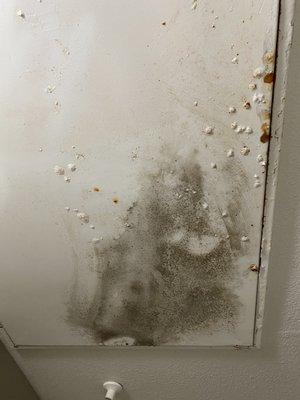 Bathroom mold.