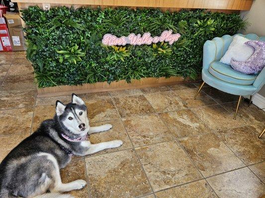 Micah laying in front of pet sitting and dog walking, dog  daycare sign