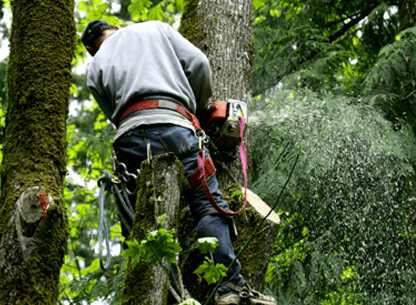 Just-in-time Tree Service