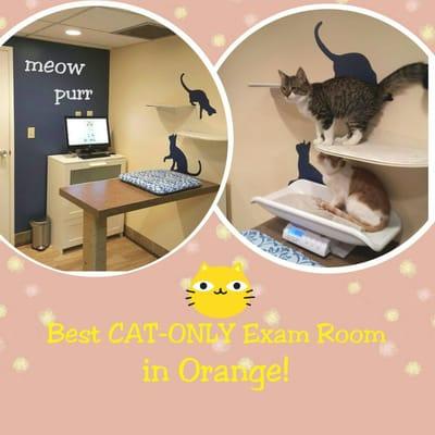 In our CAT-ONLY exam room, our feline patients feel comfortable and less stressed which allows us to treat them easier.