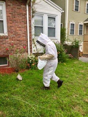 Removing a yellow jackets nest