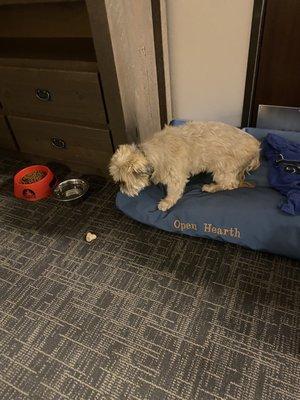 My dog exploring his hotel room amenities. :)