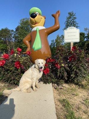 Yogi bear picture spot