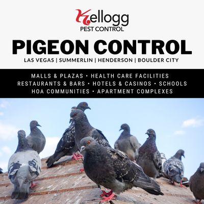 Pigeon Control