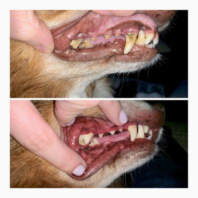 Dental cleaning (before on top- after on bottom)