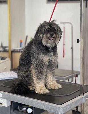 Bentley before a trim.