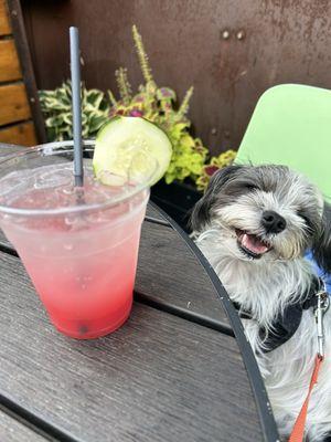 Yummy cocktail, Farmers market - watermelon juice & cucumber vodka