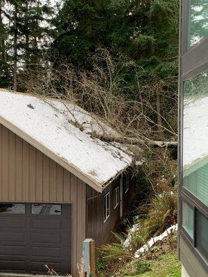 Tree impaled in roof.