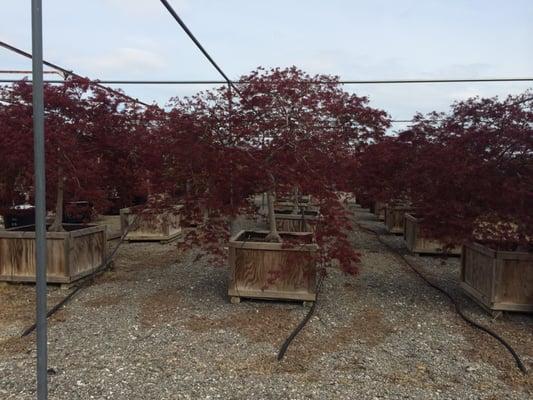 Amazing Japanese maples