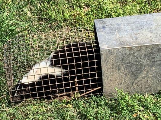 Skunk Removal