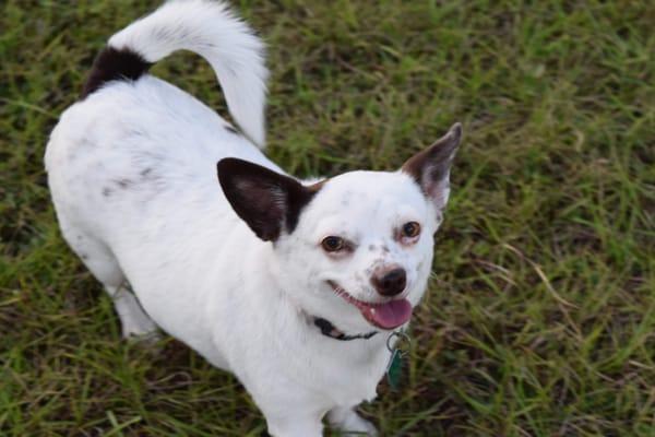 Look at those Laughing eyes!  What a Charmer!