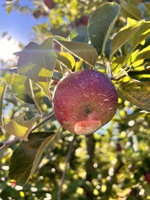 Apple picking 10/1/22