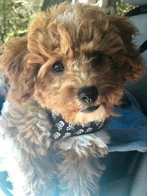 Knox (mini poodle) looooves running, playing, and his new buddy Oscar.