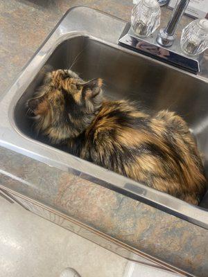 Luna enjoying the safety of the sink