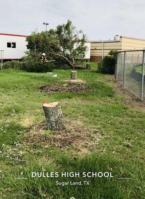 Dulles HS 11 Tree removal.