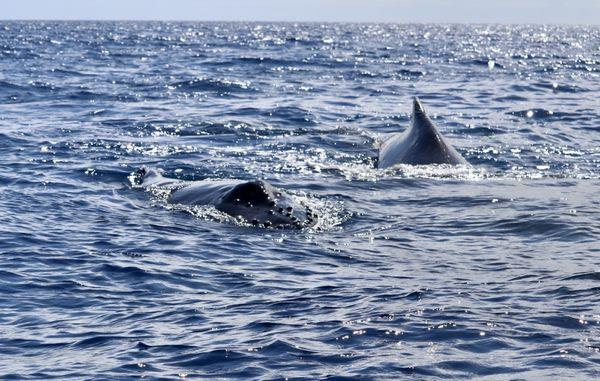 Baby on the left, mom on right swimming towards us!