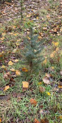 Teensy weensy baby spruce. It'll be someone's Christmas tree several years from now