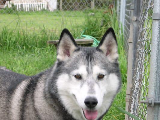 Misha says, " Woooo,wooo,woo." That means he is having a good time.