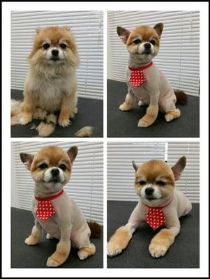 Pet Studio - Grooming & Boarding