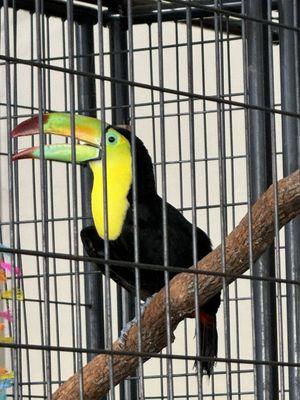 toucan at Rainforest Experience