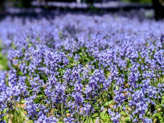 May 15 2031; Bluebell wood.