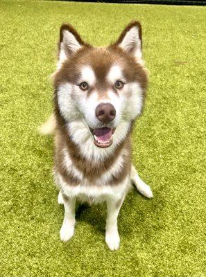 Bandit taking a break from running his heart our during his boarding stay with us.